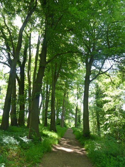 Castle Combe Woodland path Castle Combe Woodland path