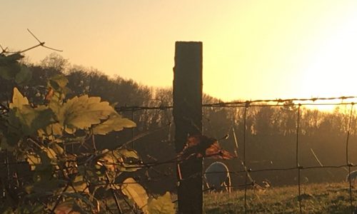 autumn sun on fields